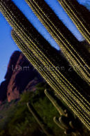 Desert gardens, Phoenix, Arizona